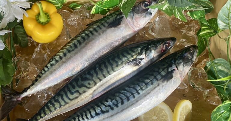 代表佐々木ひろこのコメントが日本経済新聞 9月2日朝刊「サバ、ノルウェー産6割高 国産漁獲量5年で半減し家計負担増」の記事に掲載されました。